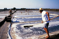 Il sale di Cervia