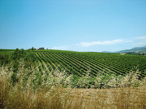 Tenuta Santini